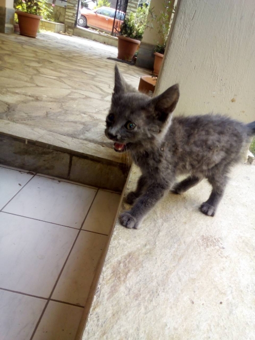 ΧΑΘΗΚΕ ΣΤΗΝ ΠΥΛΑΙΑ ΓΚΡΙ ΜΙΚΡΟ ΓΑΤΑΚΙ