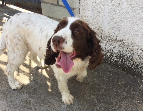 Βρέθηκε Σπρίνγκερ Σπάνιελ, Ορωπός