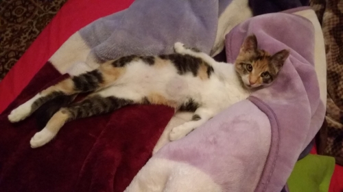 Χάθηκε τρίχρωμη Γάτα, Ασβεστοχώρι