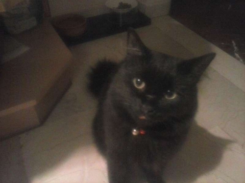 &Chi;ά&theta;&eta;&kappa;&epsilon; &mu;&alpha;ύ&rho;&eta; &gamma;ά&tau;&alpha;, &Kappa;&upsilon;&psi;έ&lambda;&eta;