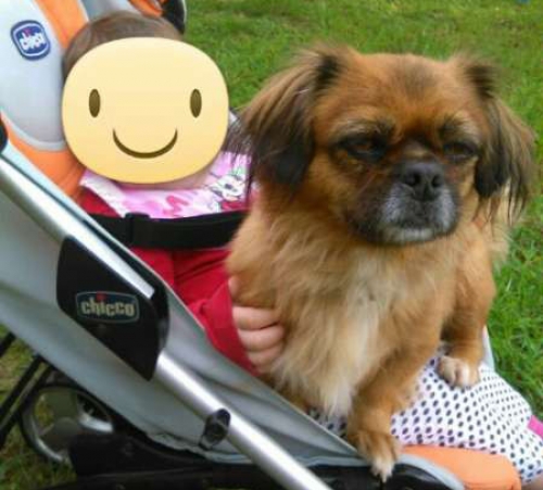 Χάθηκε καφέ Πεκινουά, Νέα Μηχανιώνα