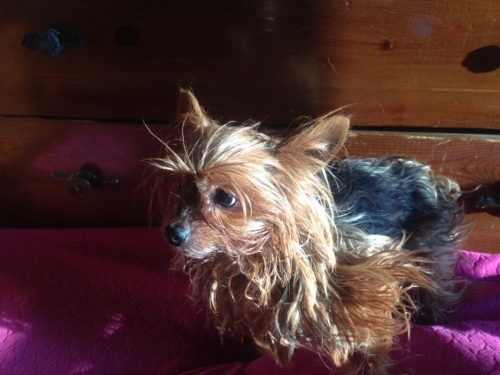 &Beta;&rho;έ&theta;&eta;&kappa;&epsilon; &Gamma;&iota;&omicron;&rho;&kappa;&sigma;&alpha;&iota;&rho;, &Pi;&epsilon;&rho;&iota;&sigma;&tau;έ&rho;&iota;