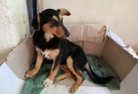 &Rho;&omicron;ύ&lambda;&eta;&sigmaf;