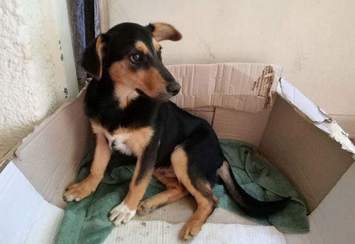 &Rho;&omicron;ύ&lambda;&eta;&sigmaf;