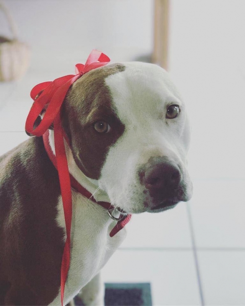 Χάθηκε στις 10.11.2018 SOS