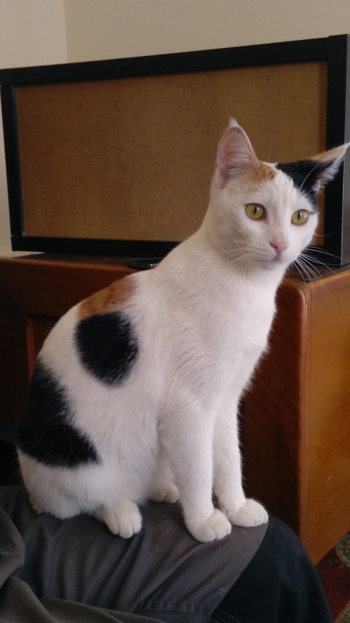 χαθηκε η γατα μου