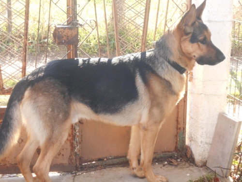 &Chi;ά&theta;&eta;&kappa;&epsilon; &Sigma;&kappa;ύ&lambda;&omicron;&sigmaf;, &alpha;&rho;&sigma;&epsilon;&nu;&iota;&kappa;ό &Lambda;&upsilon;&kappa;ό&sigma;&kappa;&upsilon;&lambda;&omicron;, &Theta;&epsilon;&sigma;&sigma;&alpha;&lambda;&omicron;&nu;ί&kappa;&eta;