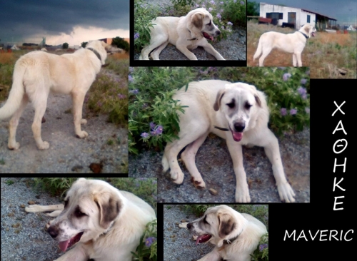 Χάθηκε μπεζ σκύλος, Πυλαία