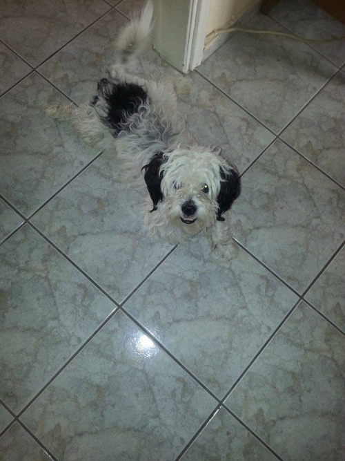 &Chi;ά&theta;&eta;&kappa;&epsilon; &alpha;&sigma;&pi;&rho;ό&mu;&alpha;&upsilon;&rho;&omicron; &sigma;&kappa;&upsilon;&lambda;ά&kappa;&iota;