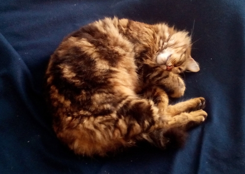 Χάθηκε θηλυκιά γάτα, Κερατέα