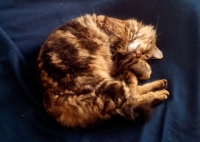 Χάθηκε θηλυκιά γάτα, Κερατέα