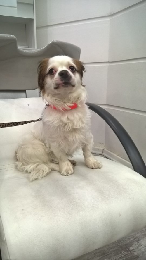 &Beta;&rho;έ&theta;&eta;&kappa;&epsilon; ά&sigma;&pi;&rho;&omicron; &kappa;&alpha;&phi;έ &sigma;&kappa;&upsilon;&lambda;ά&kappa;&iota;