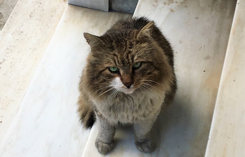 Βρέθηκε γάτος, Λ. Αλεξάνδρας - Μουστοξύδη