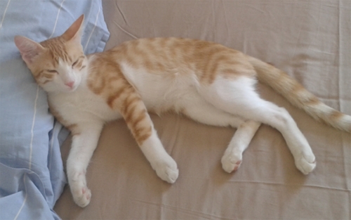 &Chi;ά&theta;&eta;&kappa;&epsilon; &gamma;ά&tau;&omicron;&sigmaf;, &Lambda;&upsilon;&kappa;&alpha;&beta;&eta;&tau;&tau;ό&sigmaf;