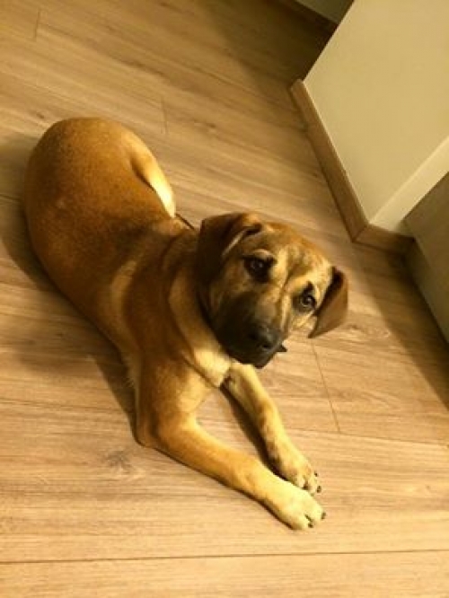 Χάθηκε ημίαιμο καφέ σκυλάκι