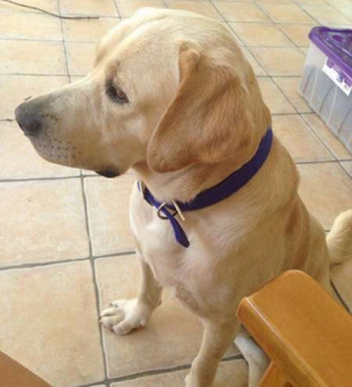 Χάθηκε ξανθό Λάμπραντορ