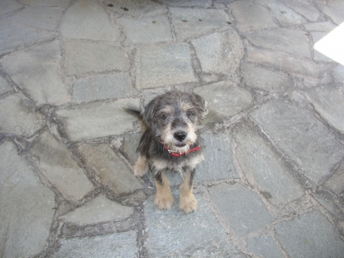 Βρέθηκε σκυλάκι στη Λάρισα