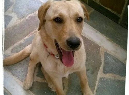 &Chi;ά&theta;&eta;&kappa;&epsilon; &theta;&eta;&lambda;&upsilon;&kappa;ό &Lambda;ά&mu;&pi;&rho;&alpha;&nu;&tau;&omicron;&rho;, &Mu;&epsilon;&lambda;ί&sigma;&sigma;&iota;&alpha;