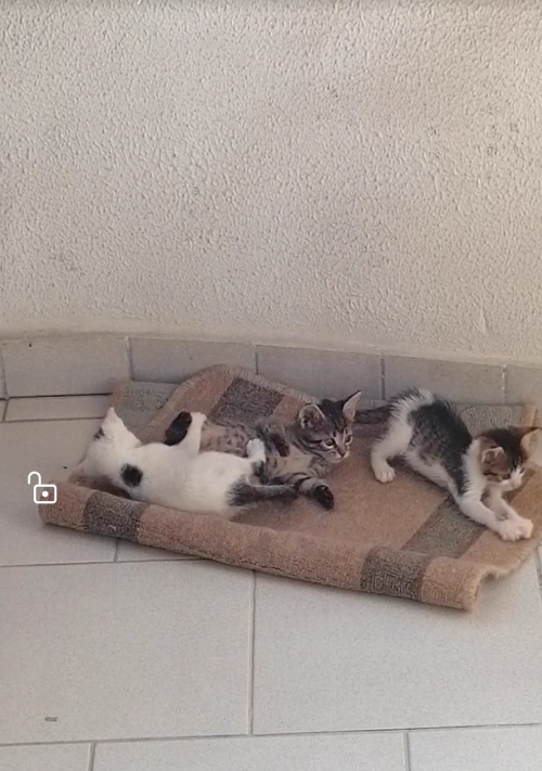 ΧΑΘΗΚΑΝ 3 ΓΑΤΑΚΙΑ ΕΥΟΣΜΟΣ-ΜΕΣΟΛΛΟΓΓΙΟΥ