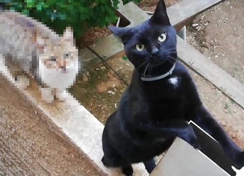 Χάθηκε μαύρη γάτα, Ν. Σμύρνη