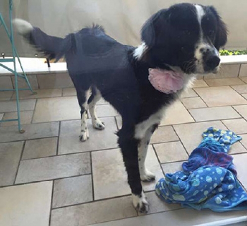 &Chi;ά&theta;&eta;&kappa;&epsilon; &mu;&alpha;ύ&rho;&omicron; &lambda;&epsilon;&upsilon;&kappa;ό &sigma;&kappa;&upsilon;&lambda;ά&kappa;&iota;