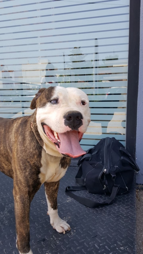 βρεθηκε pitbull κλεισθένους καφε-λευκό