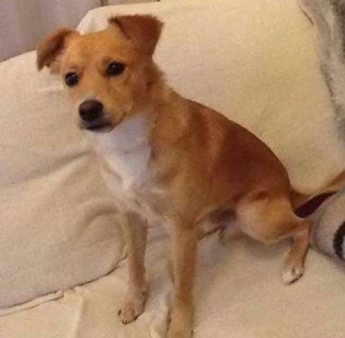 &Chi;ά&theta;&eta;&kappa;&epsilon; &mu;&pi;&epsilon;&zeta; &sigma;&kappa;&upsilon;&lambda;ά&kappa;&iota;, Ά&nu;&omicron;&iota;&xi;&eta;