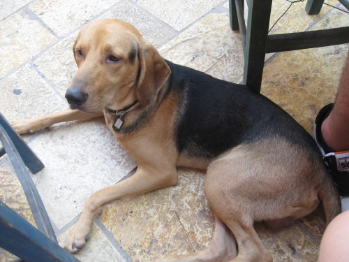 σκύλος θεσσαλονικη-κέντρο