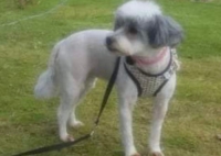 Κλάπηκε θηλυκό Κανίς, Κτελ Ν. Λιοσίων