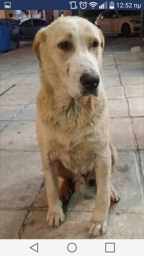 &Chi;ά&theta;&eta;&kappa;&epsilon; ά&sigma;&pi;&rho;&omicron; &sigma;&kappa;&upsilon;&lambda;ά&kappa;&iota;