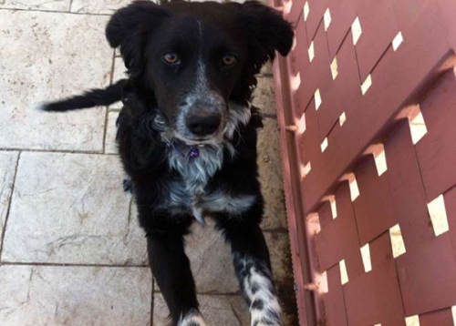 &Chi;ά&theta;&eta;&kappa;&epsilon; &mu;&alpha;ύ&rho;&omicron;&sigmaf; &sigma;&kappa;ύ&lambda;&omicron;&sigmaf;, &Nu;. &Pi;έ&rho;&alpha;&mu;&omicron;&sigmaf;