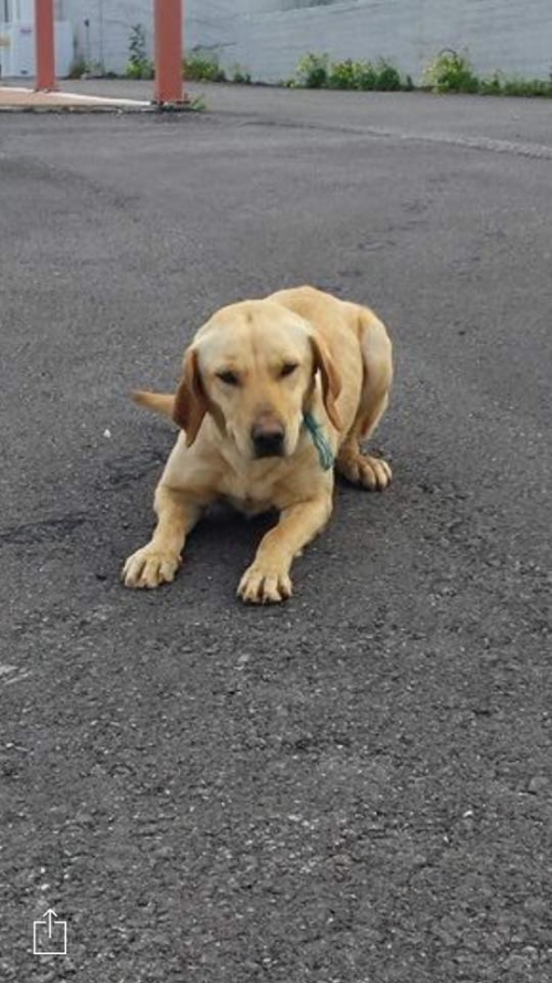 &Beta;&rho;έ&theta;&eta;&kappa;&epsilon; &mu;&pi;&epsilon;&zeta; &sigma;&kappa;&upsilon;&lambda;ά&kappa;&iota;, &Rho;έ&theta;&upsilon;&mu;&nu;&omicron;