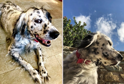 Χάθηκε αρσενικό Σέτερ, Τήνος