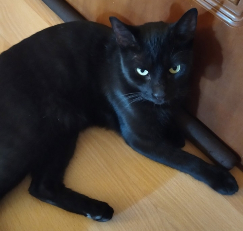 Χάθηκε Μαύρη γάτα, Κηφισιά