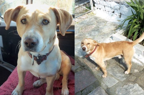 &Chi;ά&theta;&eta;&kappa;&epsilon; &Sigma;&kappa;ύ&lambda;&omicron;&sigmaf;, &mu;&pi;&epsilon;&zeta; &alpha;&rho;&sigma;&epsilon;&nu;&iota;&kappa;ό, &Pi;&alpha;&rho;&alpha;&mu;&upsilon;&theta;&iota;ά