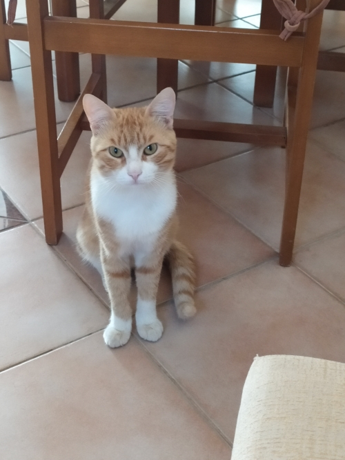 Χάθηκε ο γατούλες μας