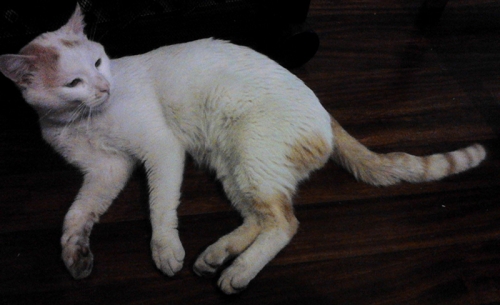 &Chi;ά&theta;&eta;&kappa;&epsilon; &gamma;ά&tau;&omicron;&sigmaf;, &Kappa;&upsilon;&psi;έ&lambda;&eta; &Alpha;&theta;ή&nu;&alpha;