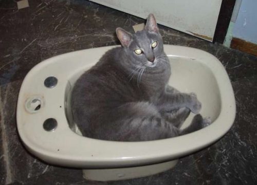 &Chi;ά&theta;&eta;&kappa;&epsilon; &gamma;ά&tau;&omicron;&sigmaf;, &Alpha;&gamma;. &Pi;&alpha;&nu;&tau;&epsilon;&lambda;&epsilon;ή&mu;&omicron;&nu;&alpha;&sigmaf;