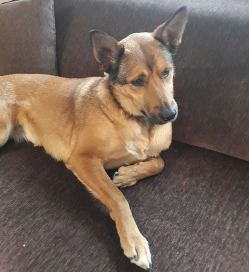 Χάθηκε θηλυκό λυκόσκυλο, Ρόδος