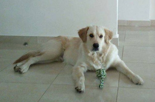 &Chi;ά&theta;&eta;&kappa;&epsilon; &Gamma;&kappa;ό&lambda;&nu;&tau;&epsilon;&nu; &Rho;&iota;&tau;&rho;ί&beta;&epsilon;&rho;, &Kappa;ά&rho;&alpha;&beta;&epsilon;&lambda;