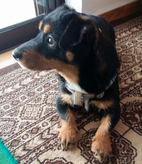 Χάθηκε σκύλος, Παλλήνη