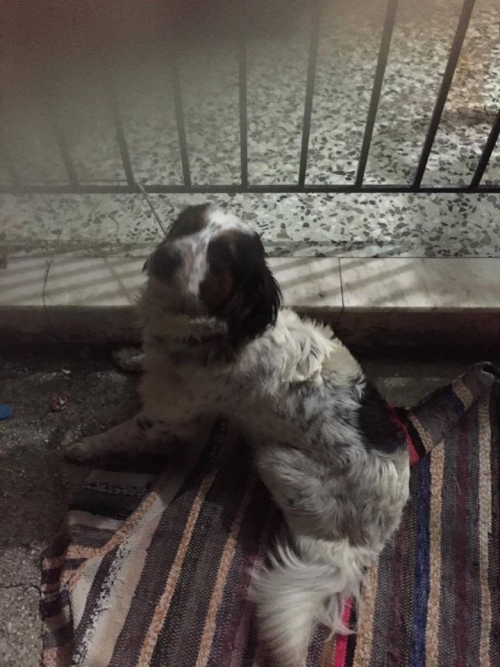 &Beta;&rho;έ&theta;&eta;&kappa;&epsilon; &alpha;&sigma;&pi;&rho;ό&mu;&alpha;&upsilon;&rho;&omicron; &sigma;&kappa;&upsilon;&lambda;ά&kappa;&iota;