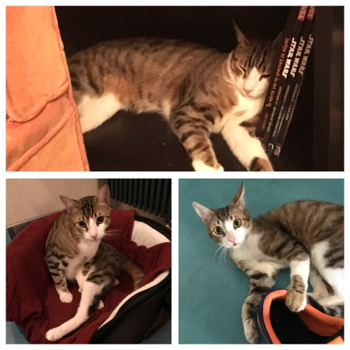 ΧΑΘΗΚΕ ΓΑΤΟΥΛΗΣ