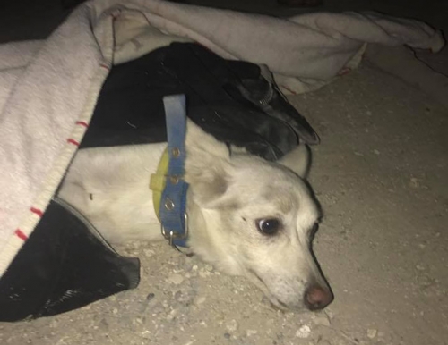 Βρέθηκε σκύλος, Λάρνακα