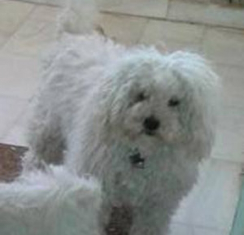 &Chi;ά&theta;&eta;&kappa;&epsilon; &alpha;&rho;&sigma;&epsilon;&nu;&iota;&kappa;ό&sigmaf; &sigma;&kappa;ύ&lambda;&omicron;&sigmaf; &Mu;&alpha;&lambda;&tau;έ&zeta;, &Zeta;&omega;&phi;&rho;&iota;ά