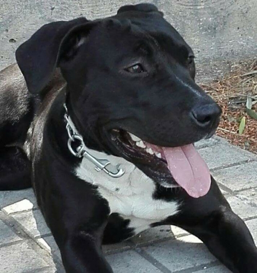 Χάθηκε θηλυκό Πίτμπουλ, Γαλάτσι