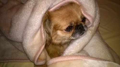 &Chi;ά&theta;&eta;&kappa;&epsilon; &theta;&eta;&lambda;&upsilon;&kappa;ό &Pi;&epsilon;&kappa;&iota;&nu;&omicron;&upsilon;ά, &Pi;&alpha;&nu;ό&rho;&alpha;&mu;&alpha;