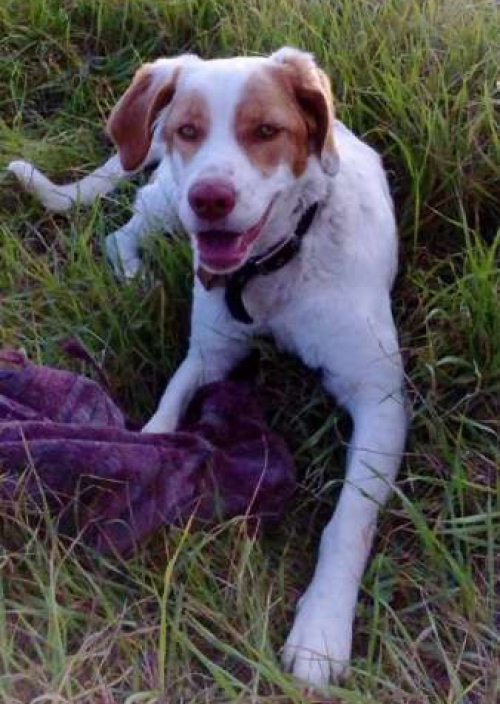 &Chi;ά&theta;&eta;&kappa;&epsilon; &eta;&mu;ί&alpha;&iota;&mu;&omicron; &kappa;&upsilon;&nu;&eta;&gamma;ό&sigma;&kappa;&upsilon;&lambda;&omicron;