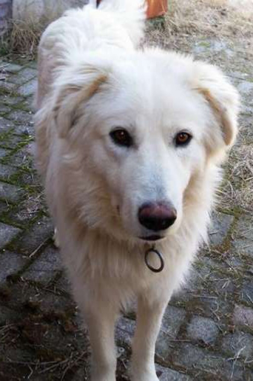 Βρέθηκε λευκός σκύλος