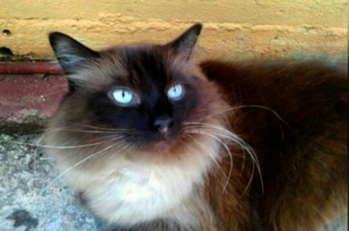 &Chi;ά&theta;&eta;&kappa;&epsilon; &Gamma;ά&tau;&omicron;&sigmaf;, &alpha;&rho;&sigma;&epsilon;&nu;&iota;&kappa;ό &mu;&alpha;&kappa;&rho;ύ&tau;&rho;&iota;&chi;&omicron;, &Pi;&epsilon;&rho;&iota;&sigma;&tau;έ&rho;&iota;